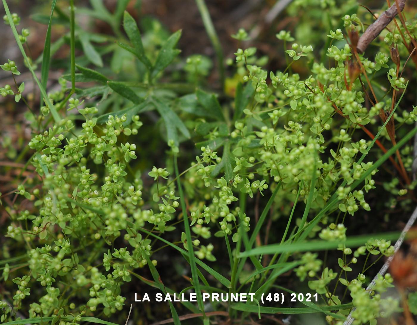 All-seed, Flax-leaved plant